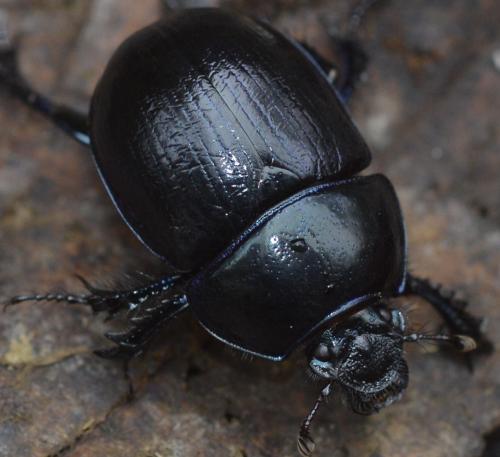 Anoplotrupes stercorosus